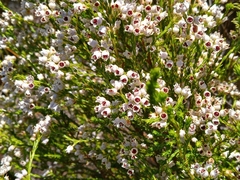 Erica margaritacea