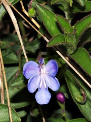 Rotheca hirsuta