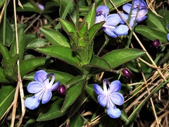 Rotheca hirsuta