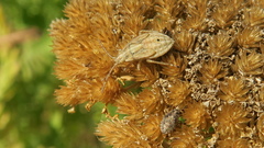 Stictopleurus abutilon