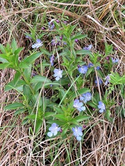 Rotheca hirsuta