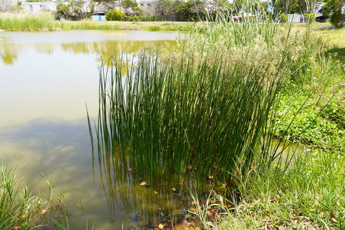 Cyperus articulatus image