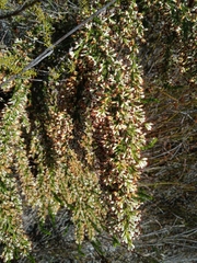 Erica imbricata