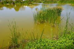 Cyperus articulatus image