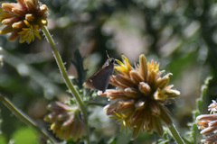 Lerodea eufala eufala