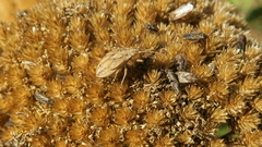 Stictopleurus abutilon