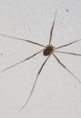 Opilio saxatilis