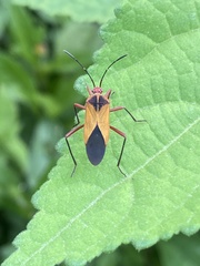 Hypselonotus bitrianguliger
