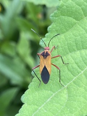 Hypselonotus bitrianguliger