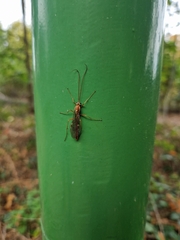 Ophion obscuratus