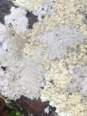 Parmeliopsis ambigua