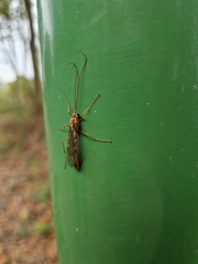 Ophion obscuratus