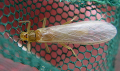 Perloidea