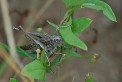 Platycleis albopunctata
