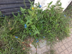 Commelina auriculata