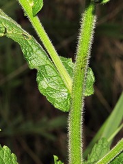 Nidorella
