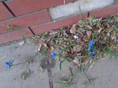 Commelina auriculata