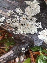 Parmeliopsis ambigua