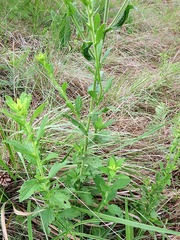Nidorella