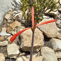 Cyrtanthus angustifolius