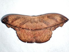 Oxytenis