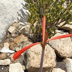 Cyrtanthus angustifolius