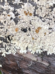 Parmeliopsis ambigua