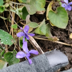 Viola odorata