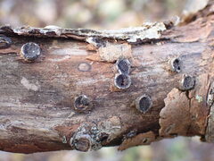 Biscogniauxia marginata