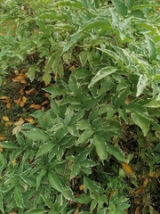 Sambucus nigra