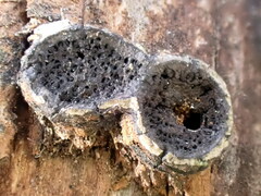 Biscogniauxia marginata