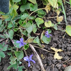 Viola odorata