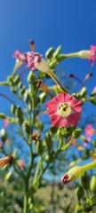 Nicotiana