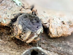 Biscogniauxia marginata