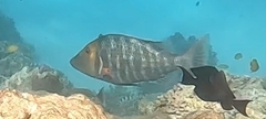 Lethrinus miniatus