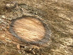 Biscogniauxia marginata