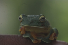 Rhacophorus malabaricus