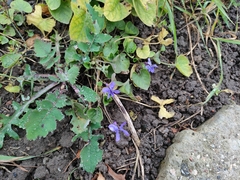 Viola odorata