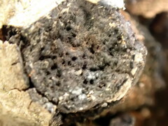 Biscogniauxia marginata