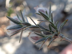 Amphithalea tomentosa