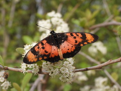 Acraea acara