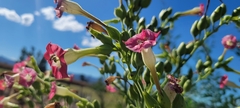 Nicotiana