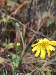 Hieracium murorum