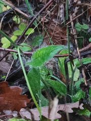 Hieracium murorum