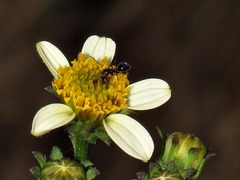 Bidens pilosa
