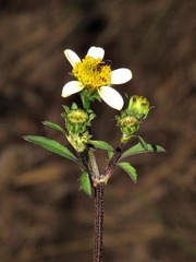 Bidens pilosa
