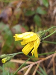 Hieracium murorum
