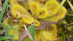 Drosera whittakeri