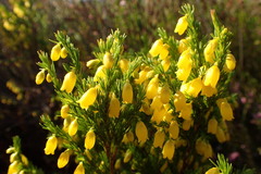 Erica campanularis