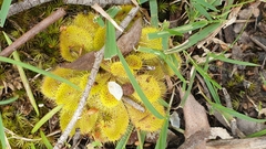 Drosera whittakeri